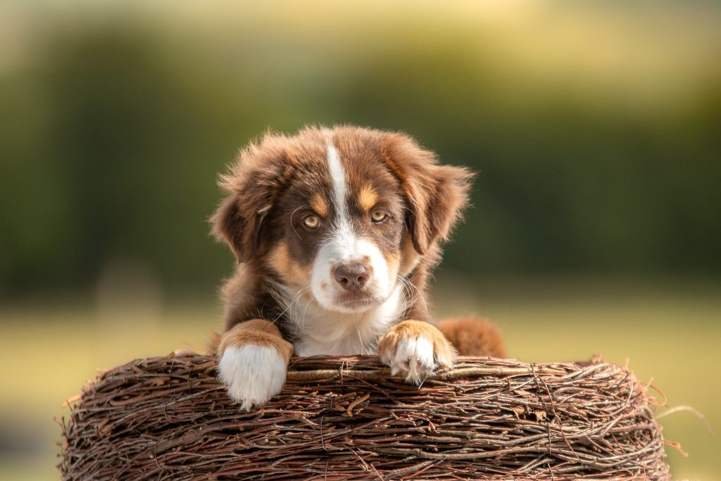 Photographe canin en Auvergne