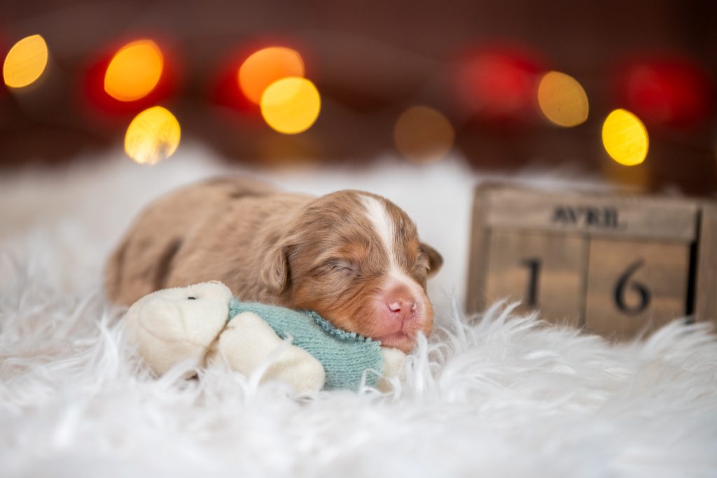 alexandre bauer photographe canin clermont-ferrand