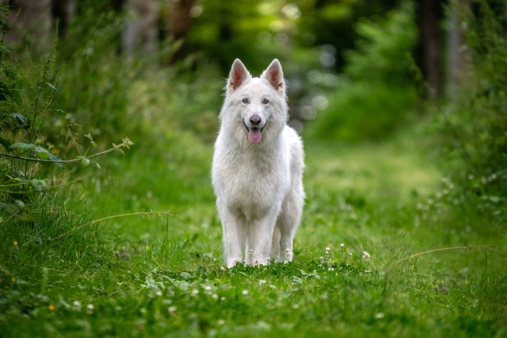 Photographe canin en Auvergne Clermont-ferrand