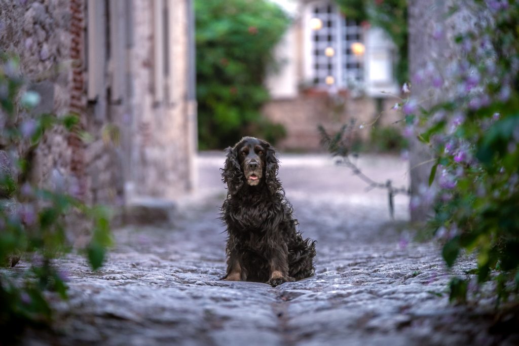 Photographe canin en Auvergne